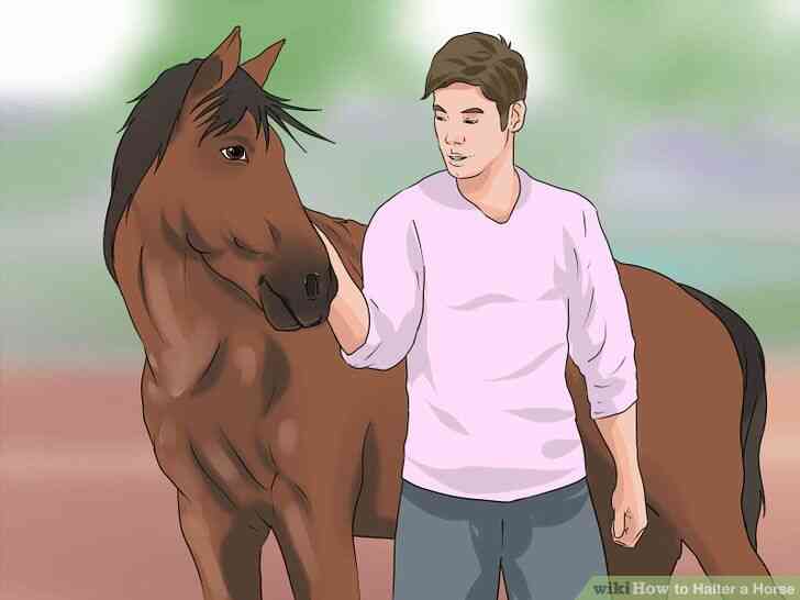 Image intitulée Licol Cheval Étape 4